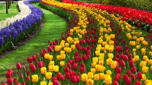 holl-michigan-tulip-festival-297434